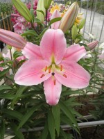 [1768 Striker No01.JPG]